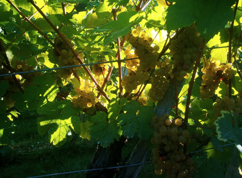 Dobra vina Bizeljsko, Brežice