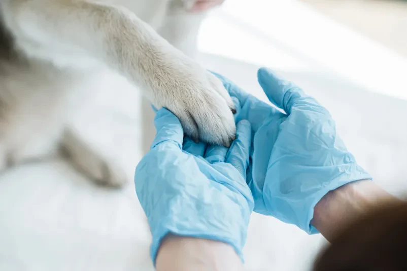 Veterinar za kardiološki pregled psov in mačk Celje
