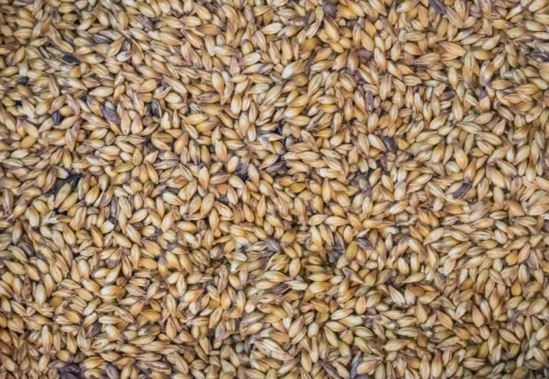 Žita za krmo Maribor