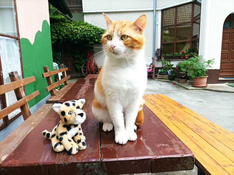 Gasthaus und Pension Spodnje Jezersko