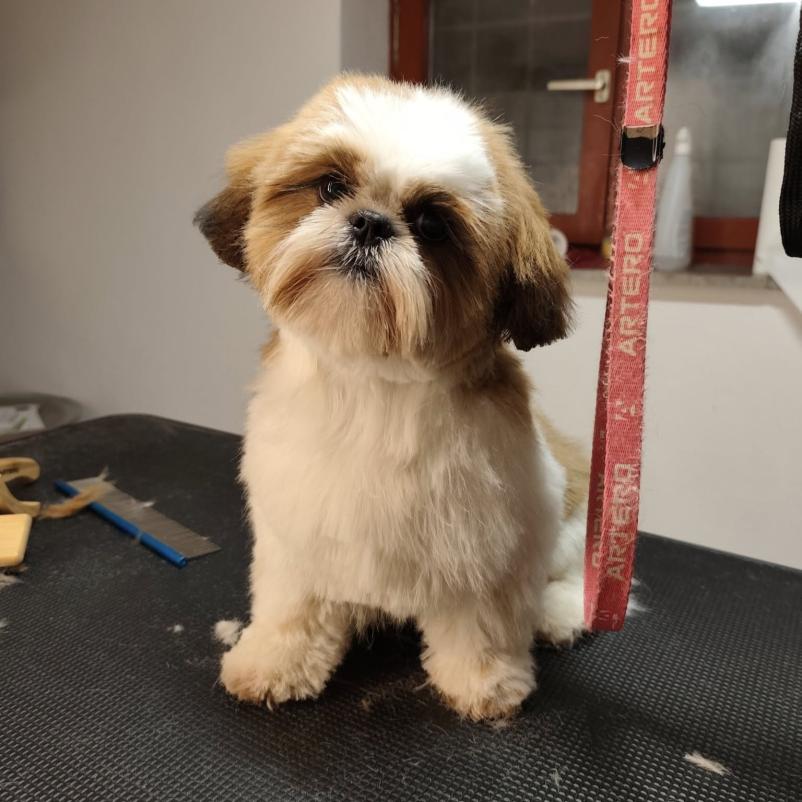 Pasja in mačja nega Vrhnika