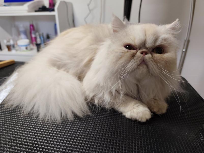 Pasji salon Ljubljana