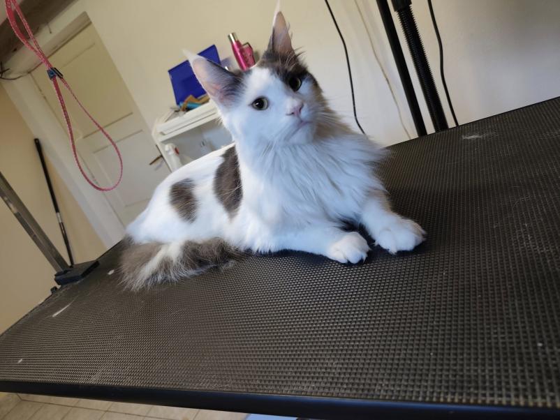 Nega psov in mačk Osrednja Slovenija