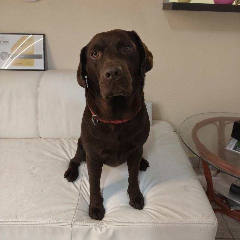 Oskrba psov in mačk