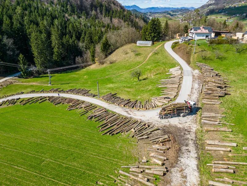 Odkup hrastove hlodovine Slovenija