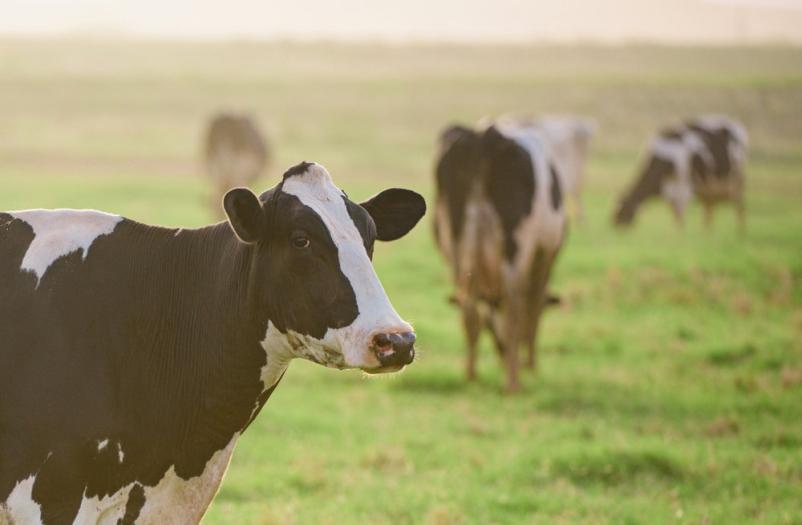 Predelava mleka in domači sladoled Železniki, Gorenjska