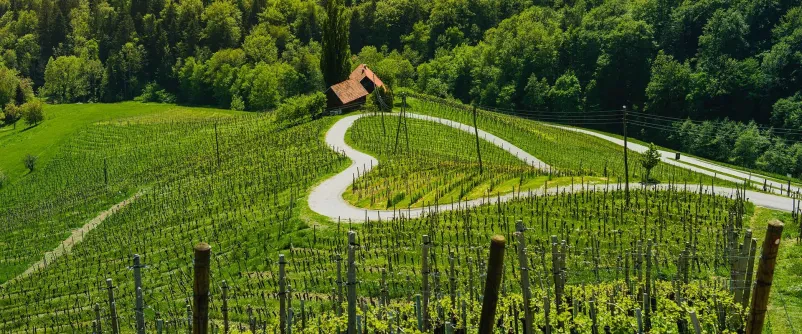 Prodaja balkanskih žganih pijač Slovenija, EU