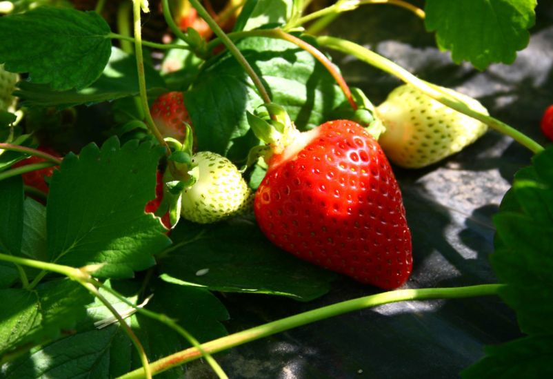Sveže jagode in maline Škofja Loka