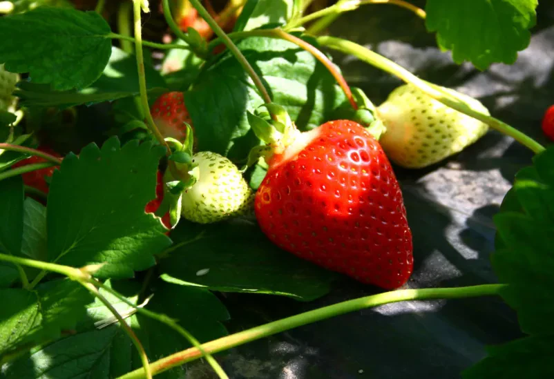 Sveže jagode in maline Škofja Loka