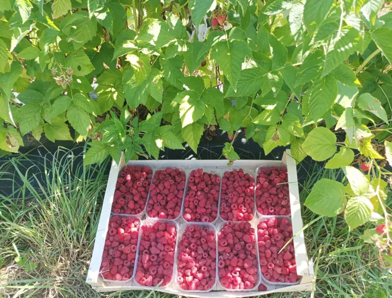 Sveže maline Škofja Loka, Gorenjska