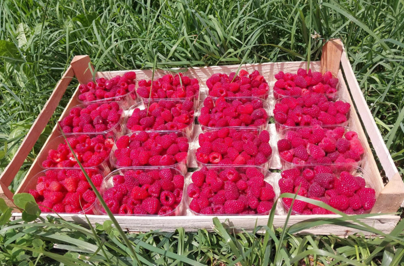 Prodaja jagod in malin Gorenjska