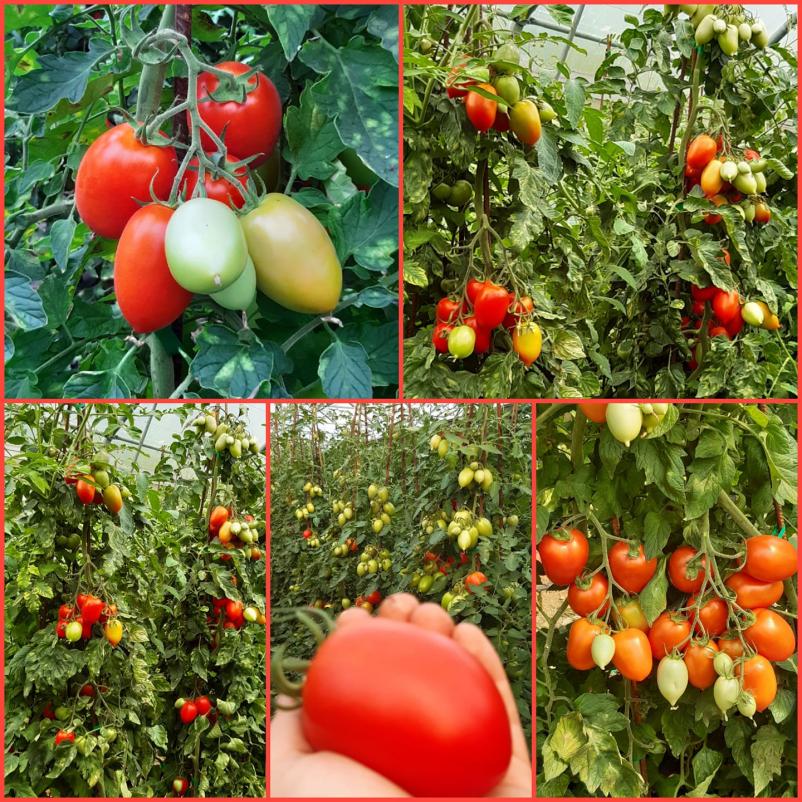 Domača zelenjava Primorska