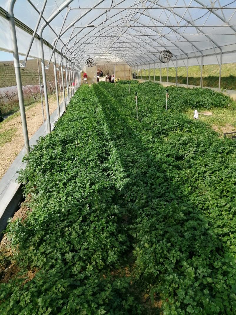 Prodaja svežih pridelkov Primorska