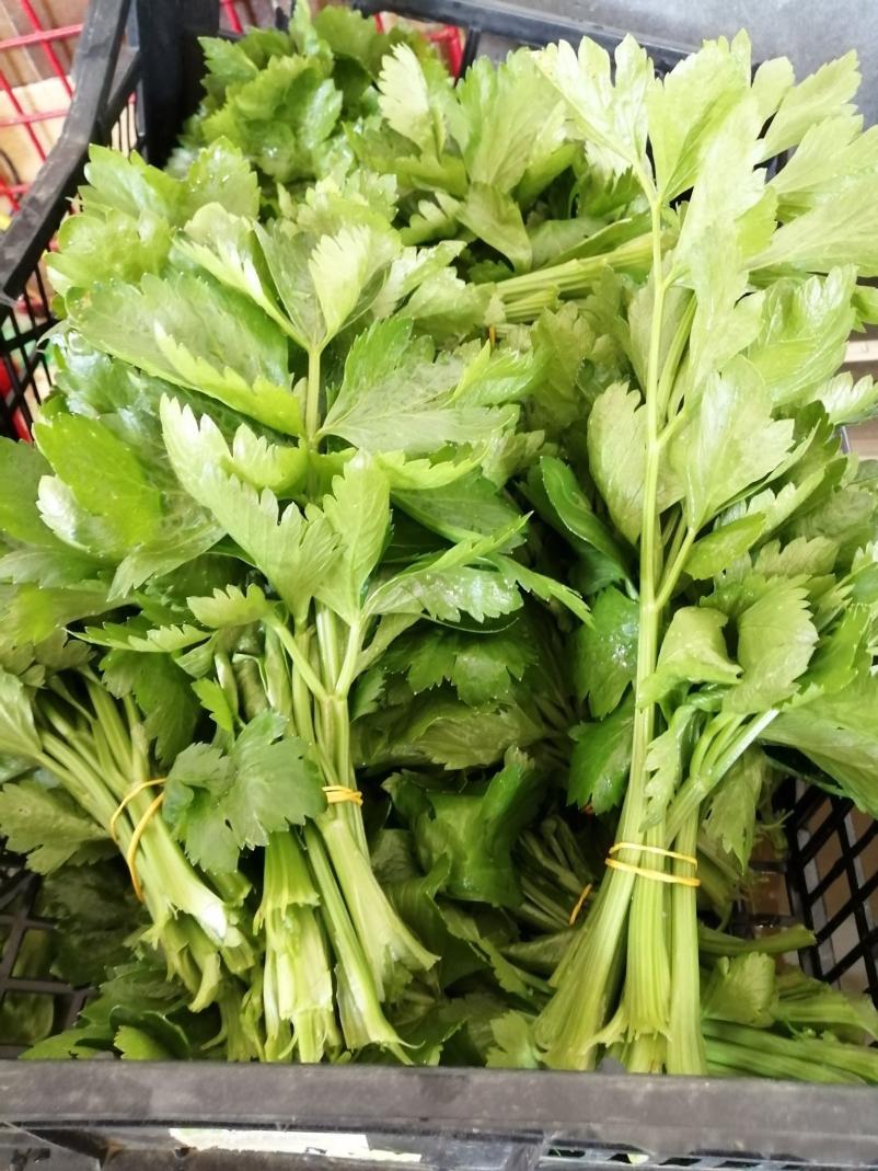 Pridelava zelenjave Primorska