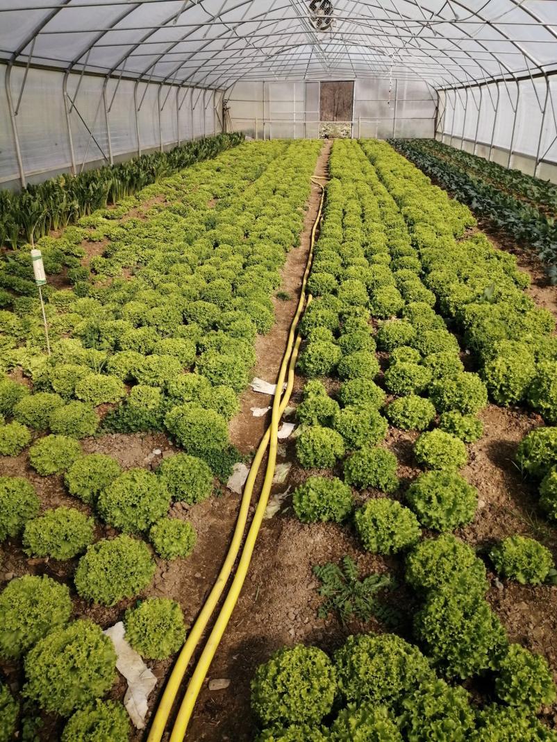 Sveže sadje in zelenjava Primorska