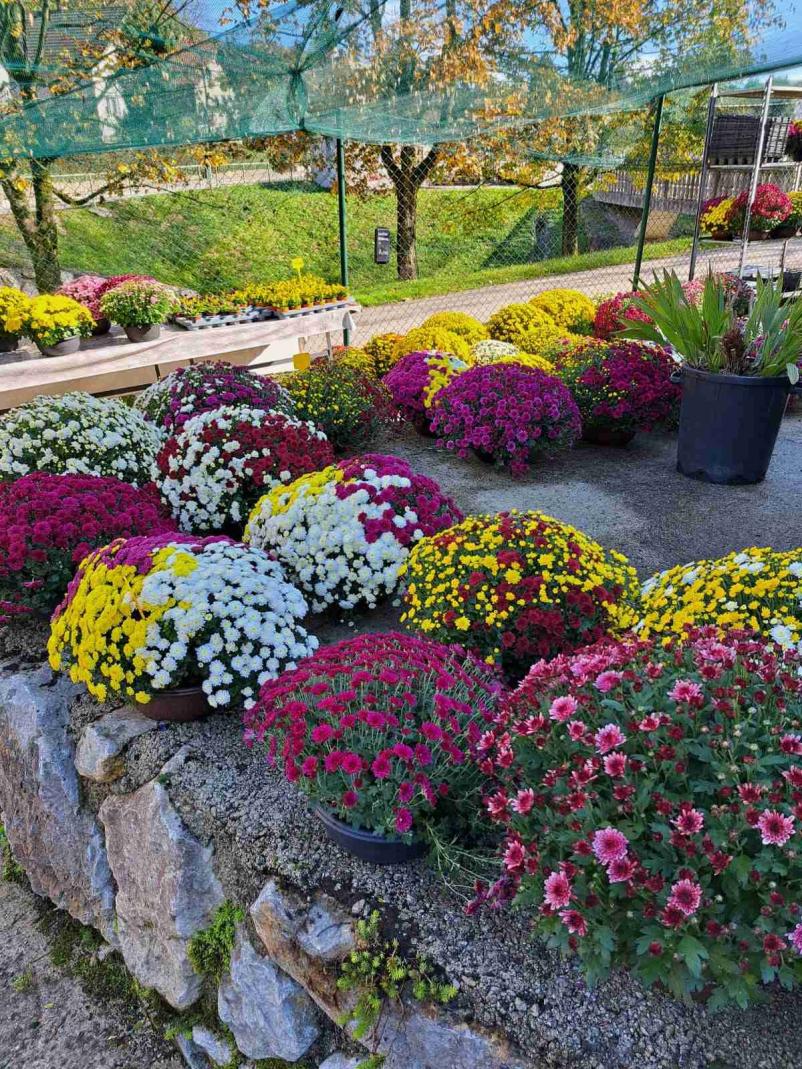 Ugodno cvetje Zasavje