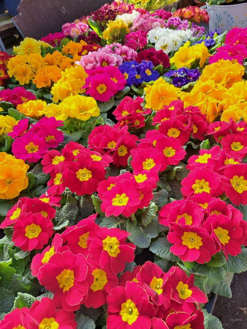 Ugodni cvetlični aranžmaji Zasavje