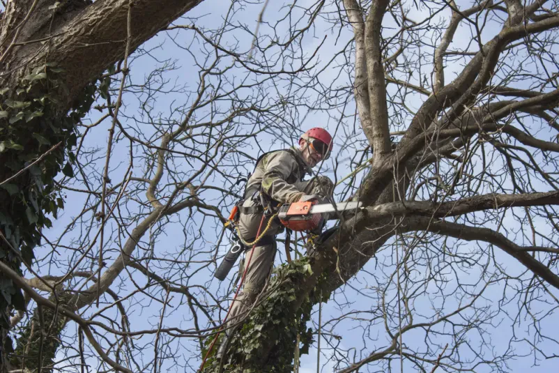 Arboristično obžagovanje Slovenija