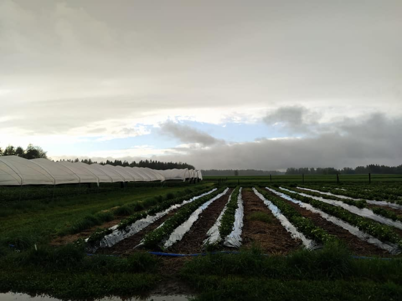 Živinorejska kmetija Gorenjska