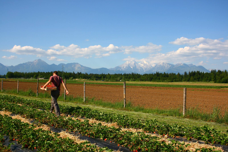 Reja živine na kmetiji Gorenjska
