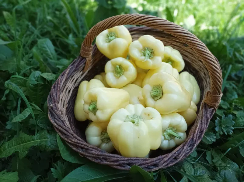 Kmetija za živinorejo Škofja Loka