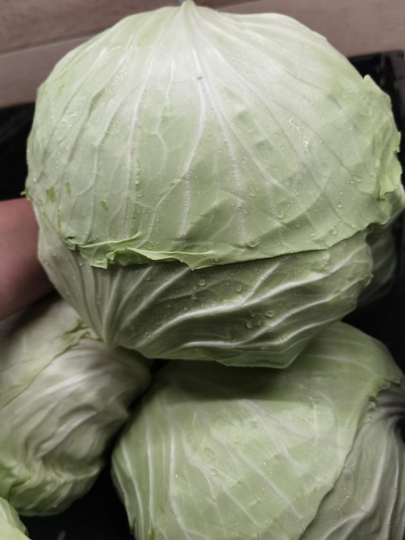 Logistika pridelkov s hlajenimi vozili Slovenija