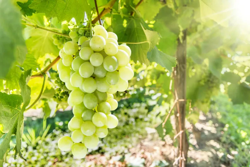 Vinogradništvo Bizeljsko
