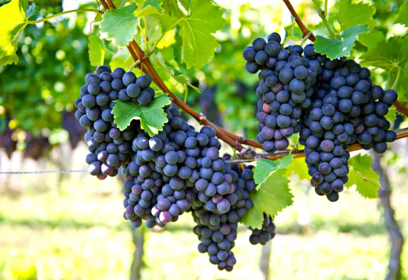 Vinogradi, trgatev in vino Podlehnik
