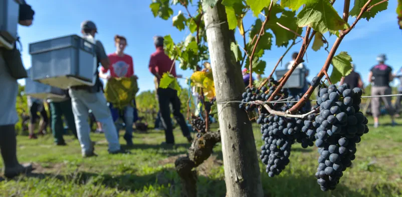 Turistična kmetija in degustacija vin Štajerska
