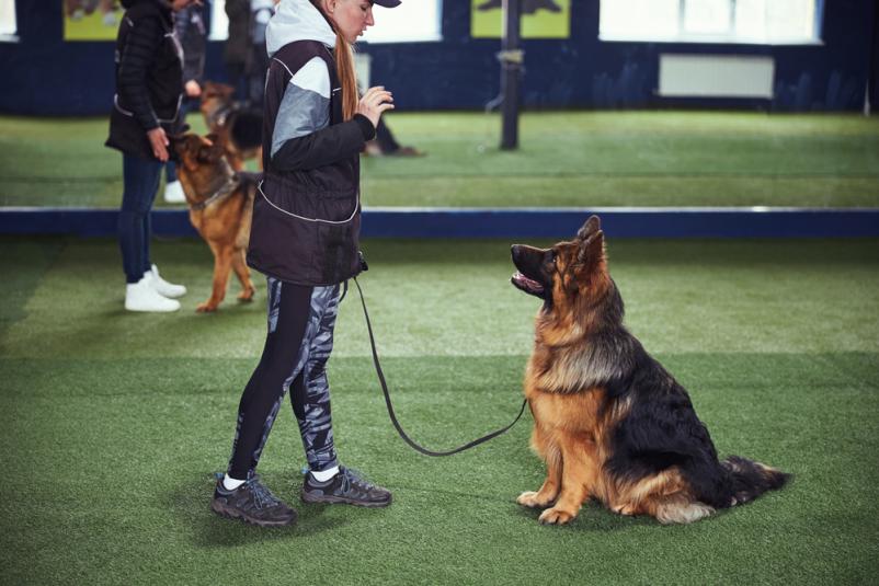 Vadba poslušnosti za pse Štajerska