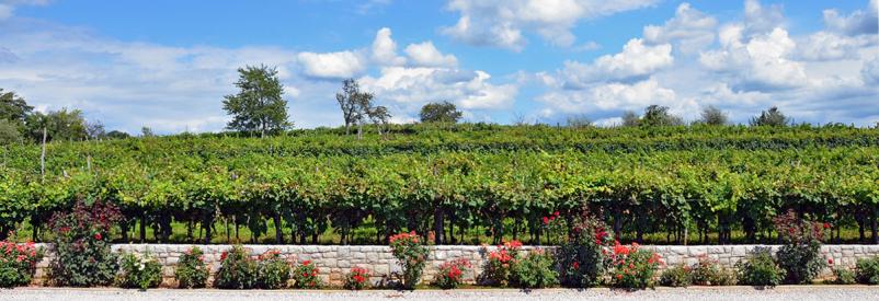 Najboljša vinska klet na Krasu