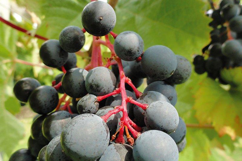 Najboljše rdeče vino Kras