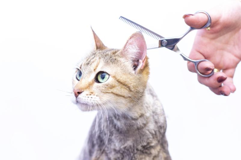 Nega psov in mačk Primorska