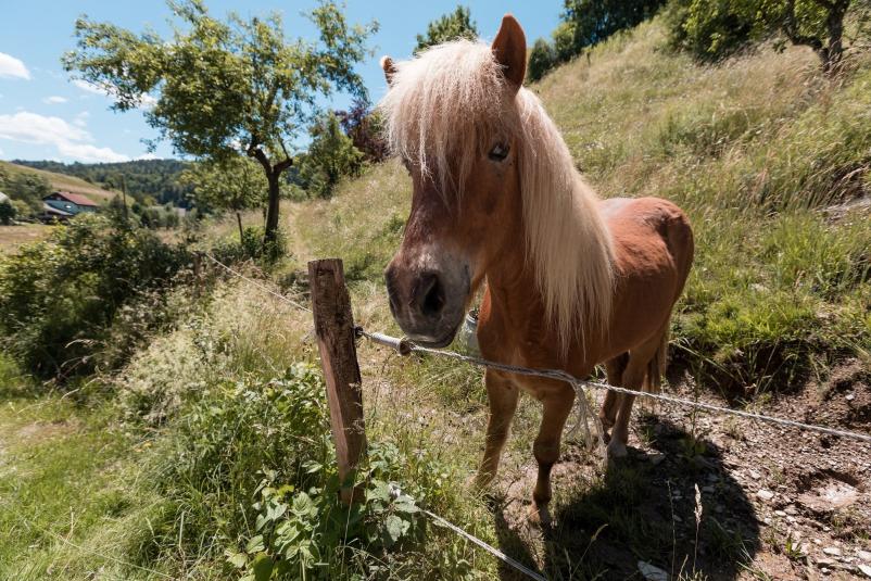 Tešnak domačija doživetij Gorenjska