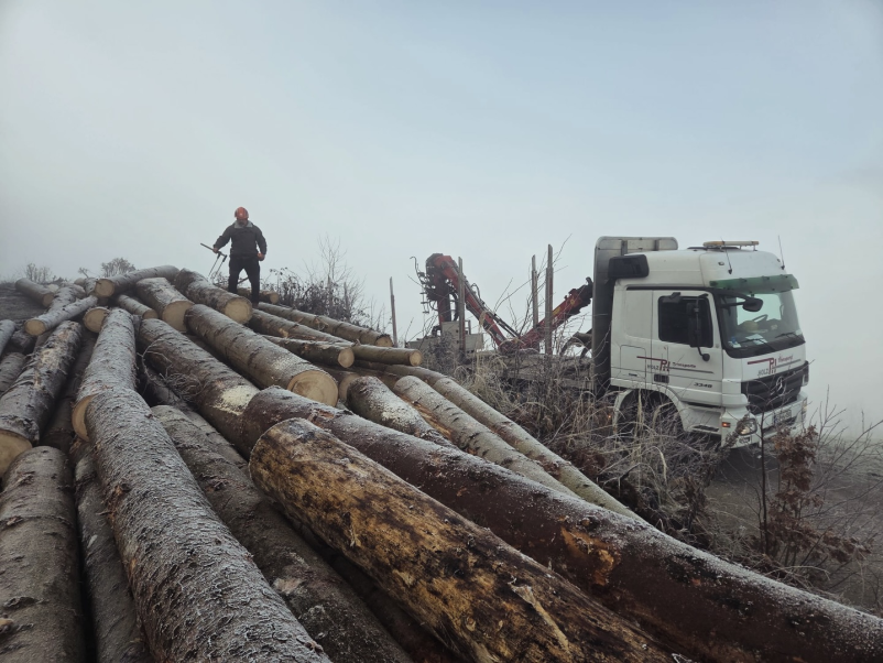 Ugoden odkup lesa na Koroškem