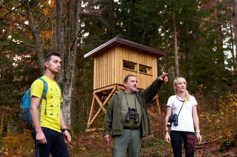 Opazovanja medveda v Loški dolini 