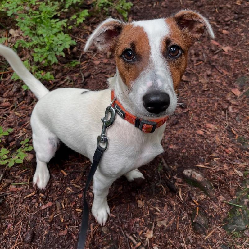 Hotel in salon za pse Savinjska