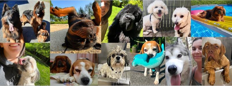 Pasji salon Savinjska