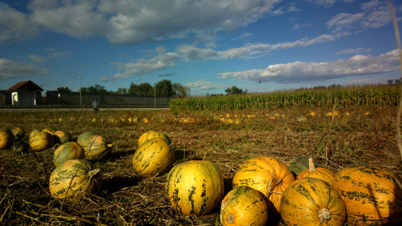Bučno olje Prekmurje