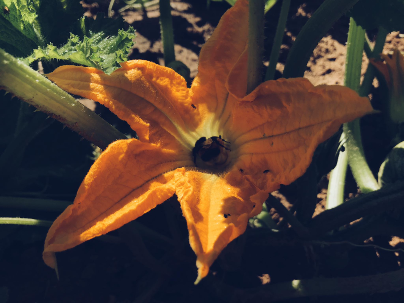 Prodaja bučnega olja Prekmurje