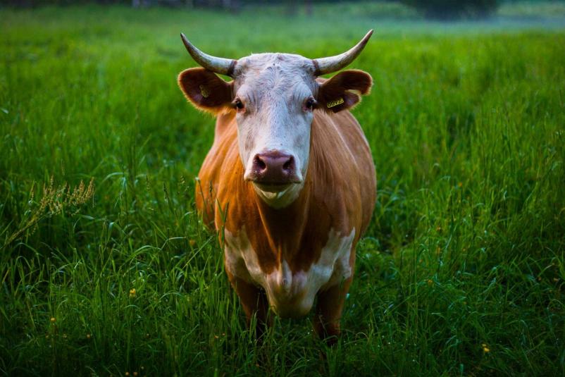 Sveže goveje meso Metlika, Bela krajina