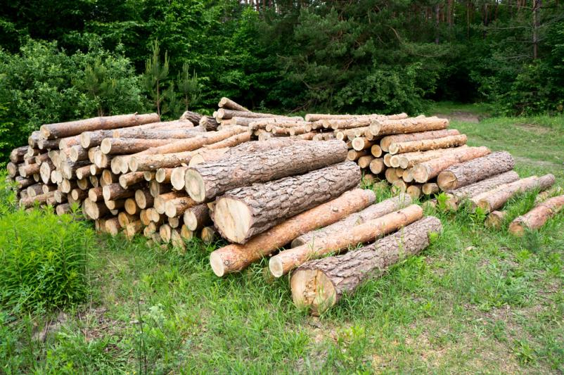 Sale of wood and logs Koper, Coast