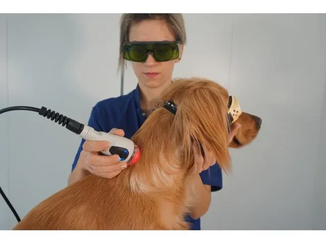 Terapevtski veterinarski laser Slovenija