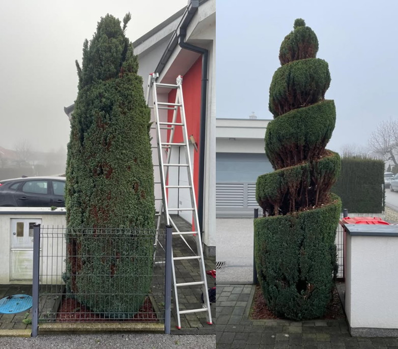 Ugodno obrezovanje drevja in živih mej Pomurje