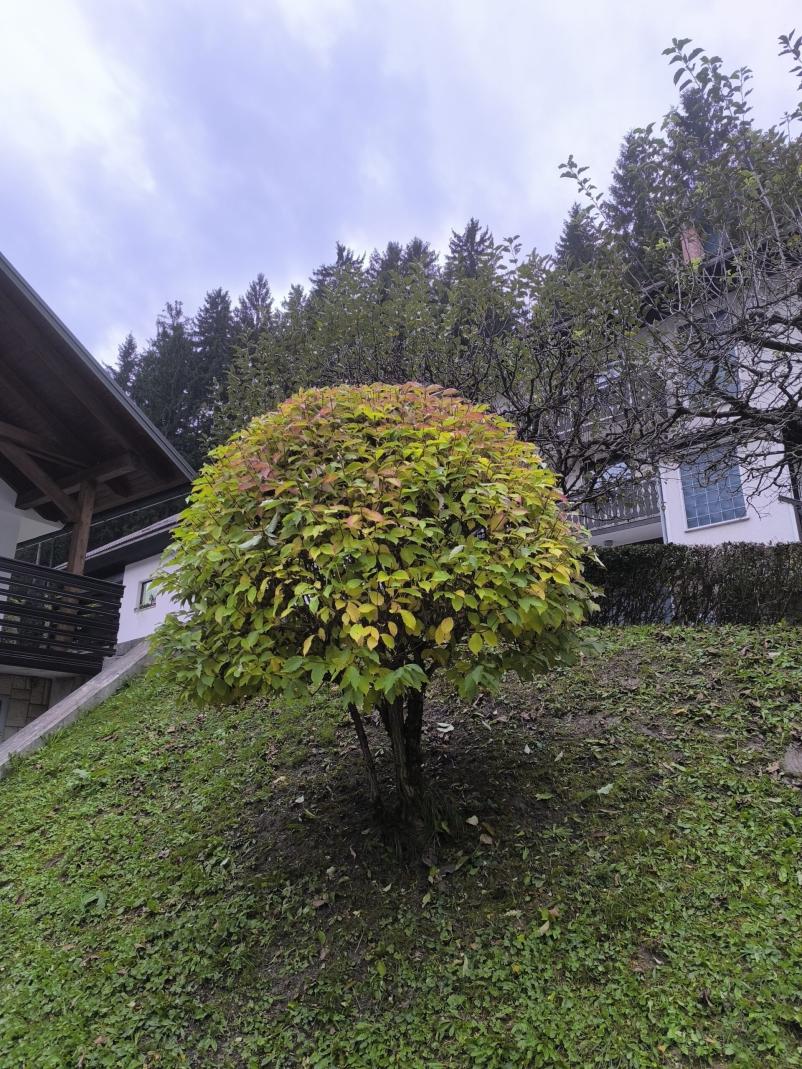 Vzdrževanje vrtov in okolice Ljubljana