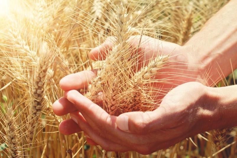 Veleprodaja travinje Maribor