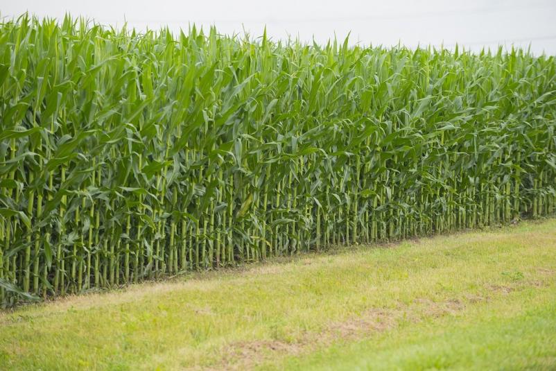 Veleprodaja žitaric in koruze Maribor