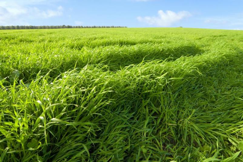 Prodaja žit in travinje na veliko Maribor