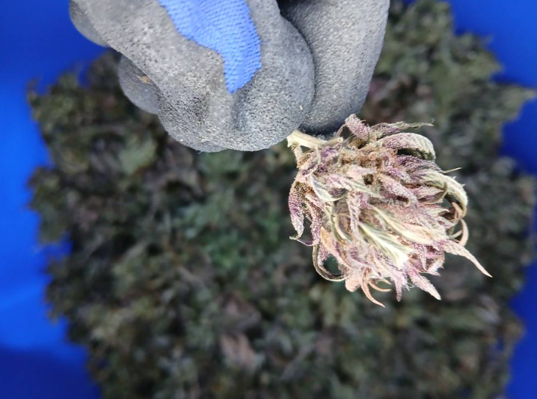 Odgovorna uporaba konoplje Ljubljana