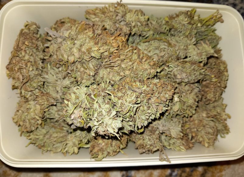 Vpis v konopljin klub Ljubljana, Slovenija